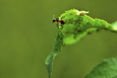 Close-up of insect on leaf