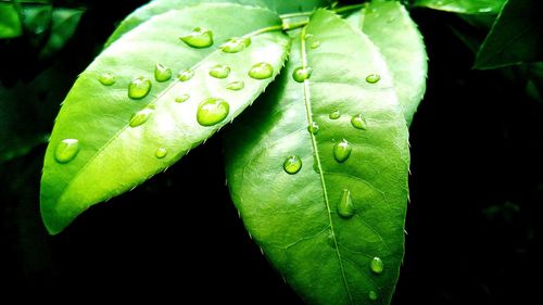 Close-up of leaf on leaf