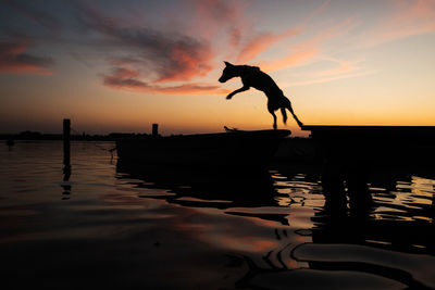 Furry friend enjoying summer