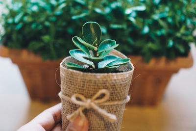 Close-up of hand holding plant