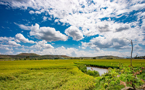 Scenic view of agricultural field against sky