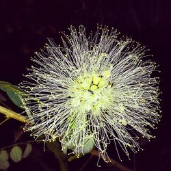 Close-up of dandelion