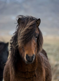 Close-up portrait of horse against sky