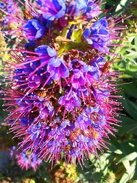 Close-up of bumblebee on purple flowers