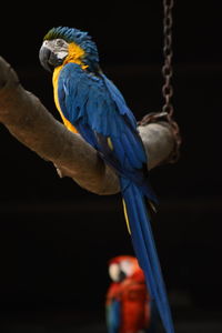 Close-up of blue parrot perching on branch