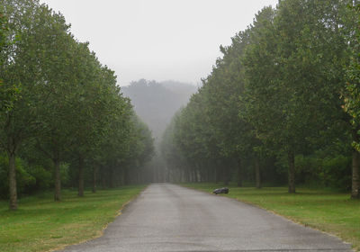 Road amidst trees against sky