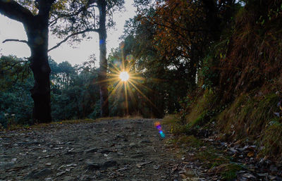 Sun shining through trees in forest