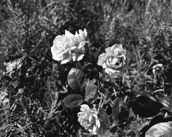 Close-up of flowers