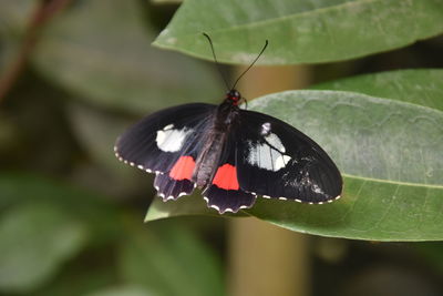 Butterfly on leaf