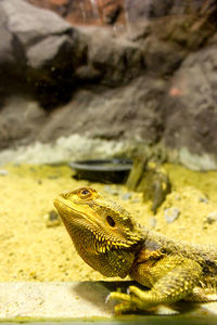 Close-up of lizard