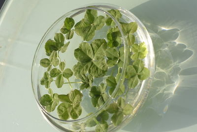 Close-up of green leaves