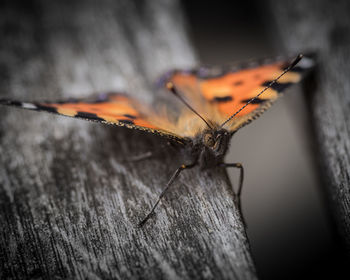 Close-up of butterfly on tree