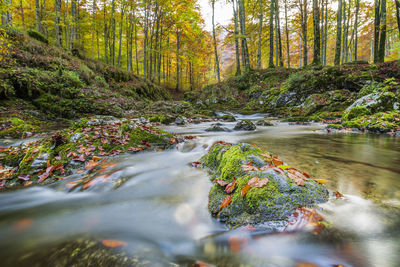 Surface level of stream amidst trees in forest