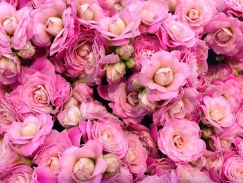 Full frame shot of pink rose blooming outdoors