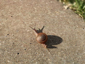 High angle view of snail on land