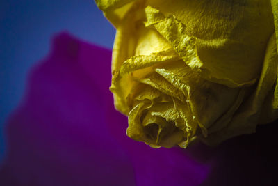 Close-up of yellow flower