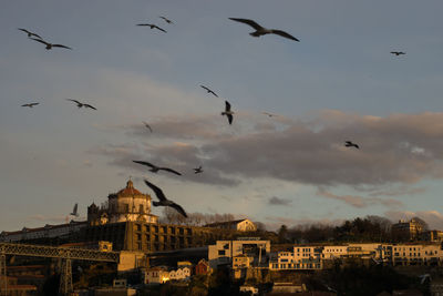 Birds flying over buildings in city