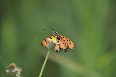 Close-up of butterfly pollinating on flower