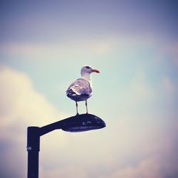 Low angle view of birds perching on wall