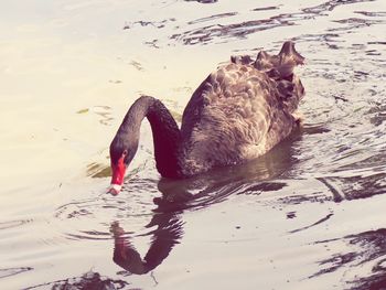 Ducks swimming on lake