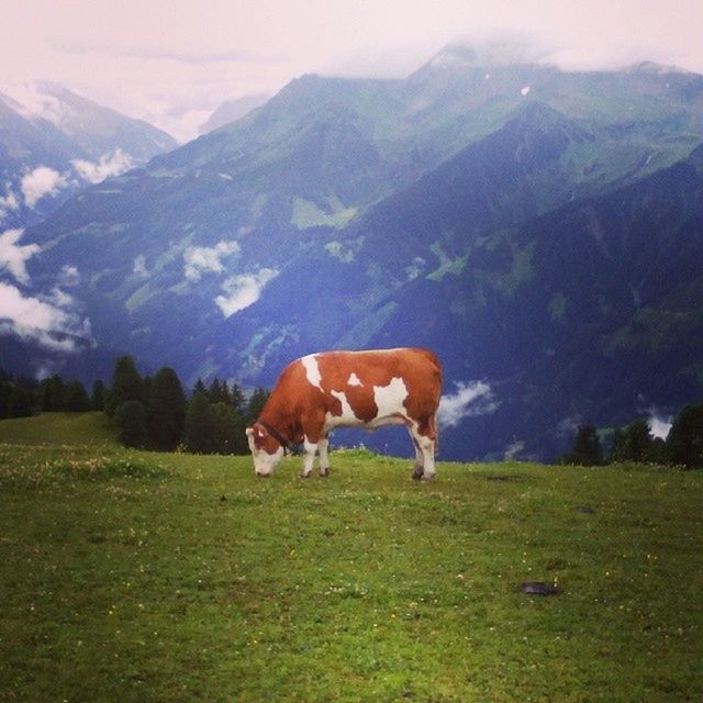 COWS GRAZING ON FIELD AGAINST MOUNTAIN
