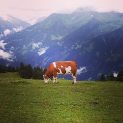 Cows grazing on field against mountains