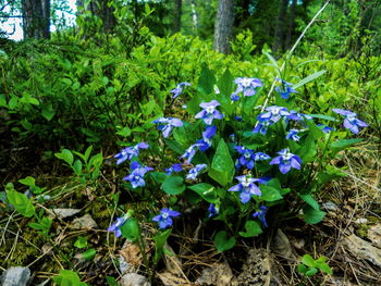 Close-up of blue flowers blooming in forest