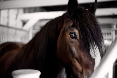 Close-up of horse in stable