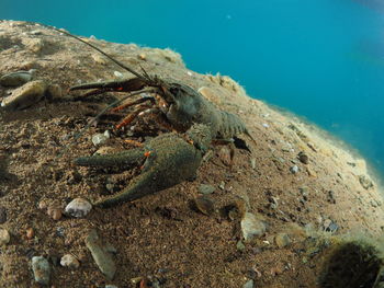 Close-up of crab on rock