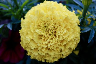 Close-up of yellow flower