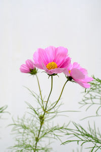 Close-up of pink flower against sky