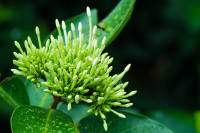 Close-up of flower against blurred background