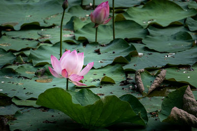 Pink lotus water lily in pond