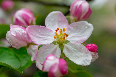 Close-up of wet pink flower