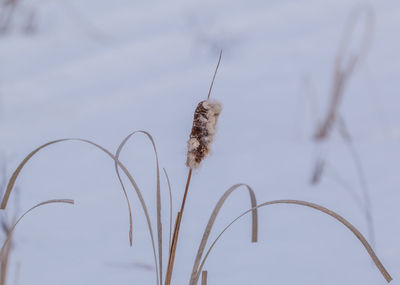 Close-up of plant against sky