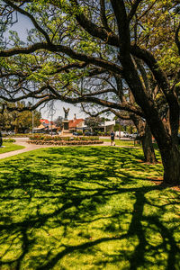 Trees on field