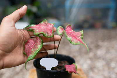 Close-up of hand holding pink flowers