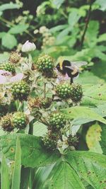 Close-up of insect on plant