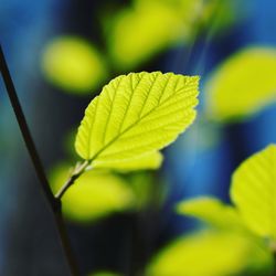 Close-up of leaves against blurred background