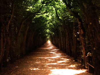 Footpath amidst trees in forest