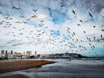 Flock of birds flying over sea