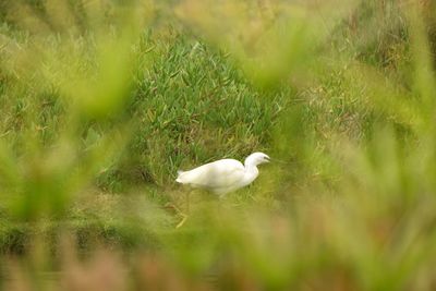 White duck in a field