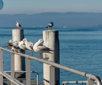 Seagulls perching on wooden post