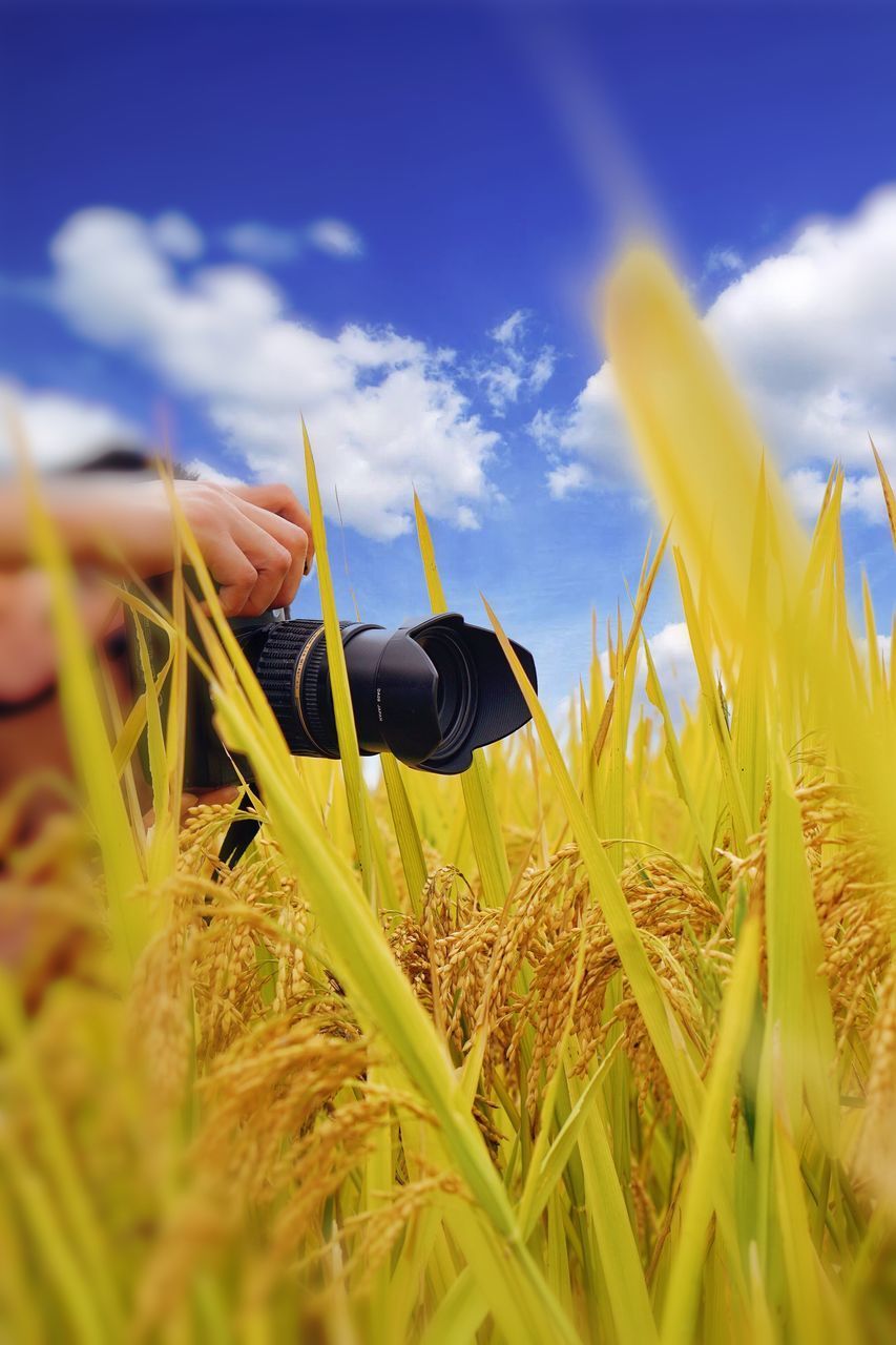 CLOSE-UP OF YELLOW FLOWERING PLANTS GROWING ON FIELD