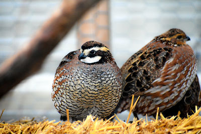 Close-up of bird perching