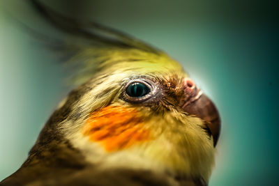 Close-up of a bird