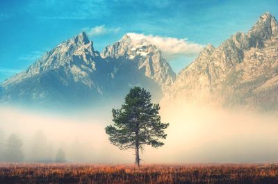 Tree on landscape against mountain range