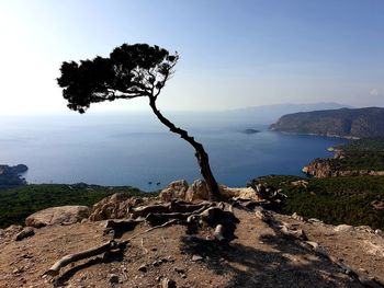 Tree on rock by sea against sky