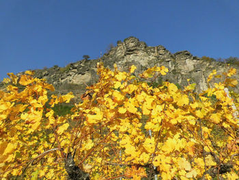 Low angle view of yellow flowering plants against clear blue sky