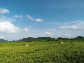 Scenic view of field against sky